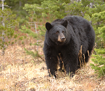 Black Bear