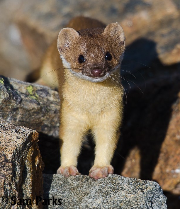 Long Tailed Weasel