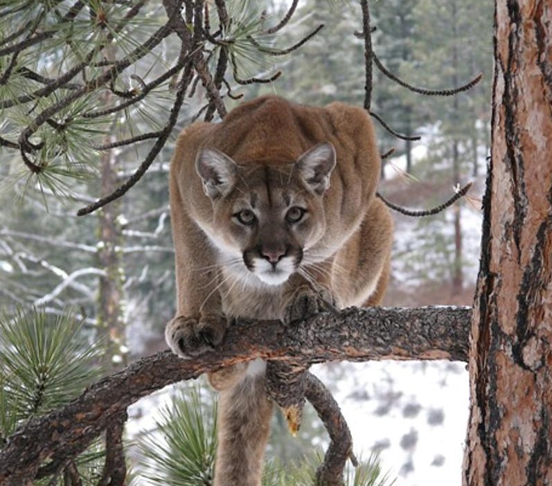 Mountain Lion